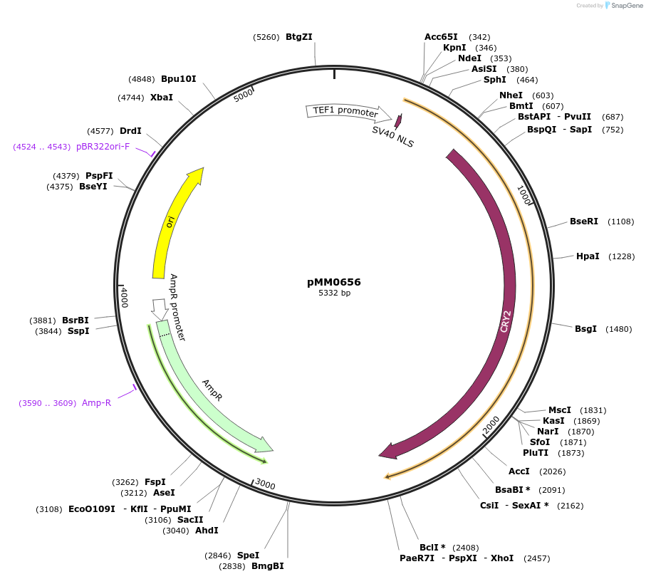 129017-plasmid-map-sequence-id-259406
