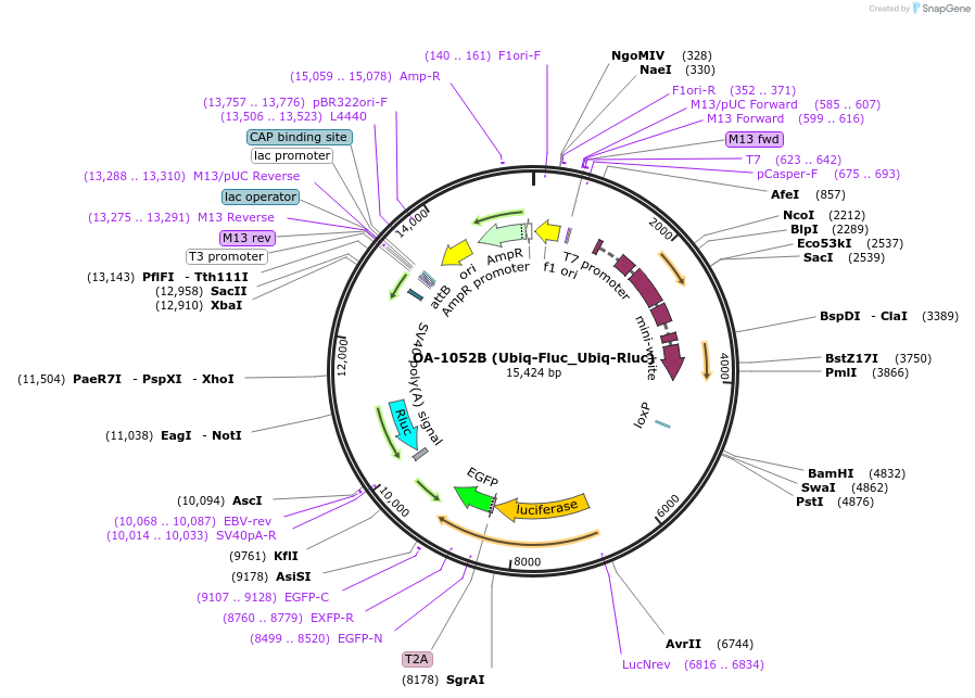 132426-plasmid-map-sequence-id-259410