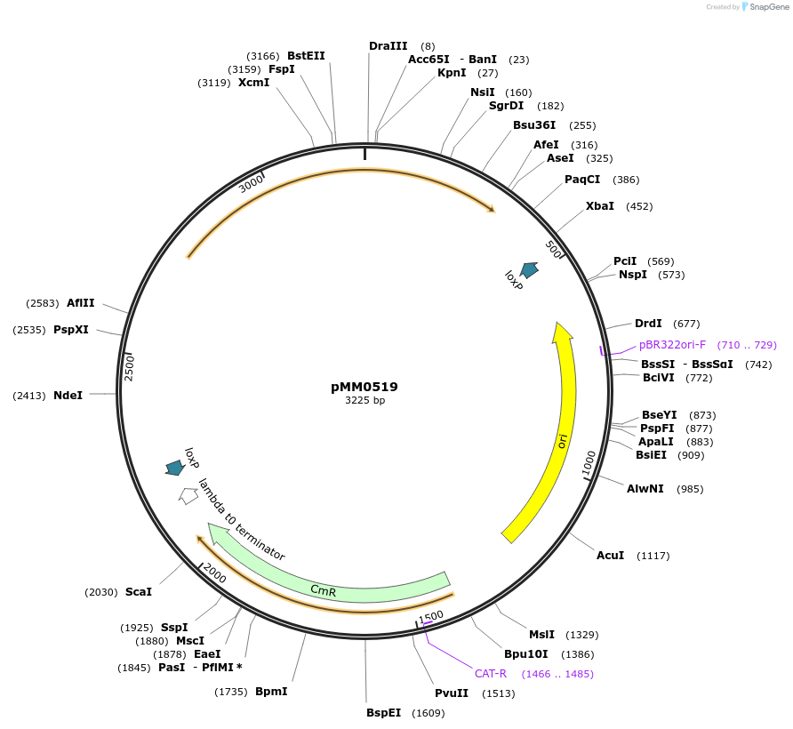 128982-plasmid-map-sequence-id-259412