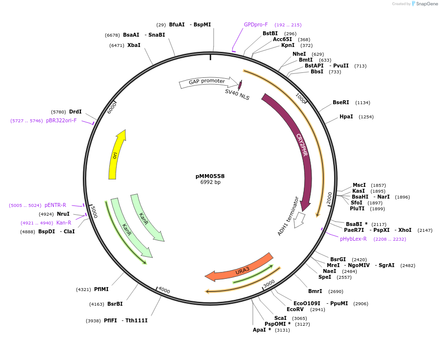 128992-plasmid-map-sequence-id-259413