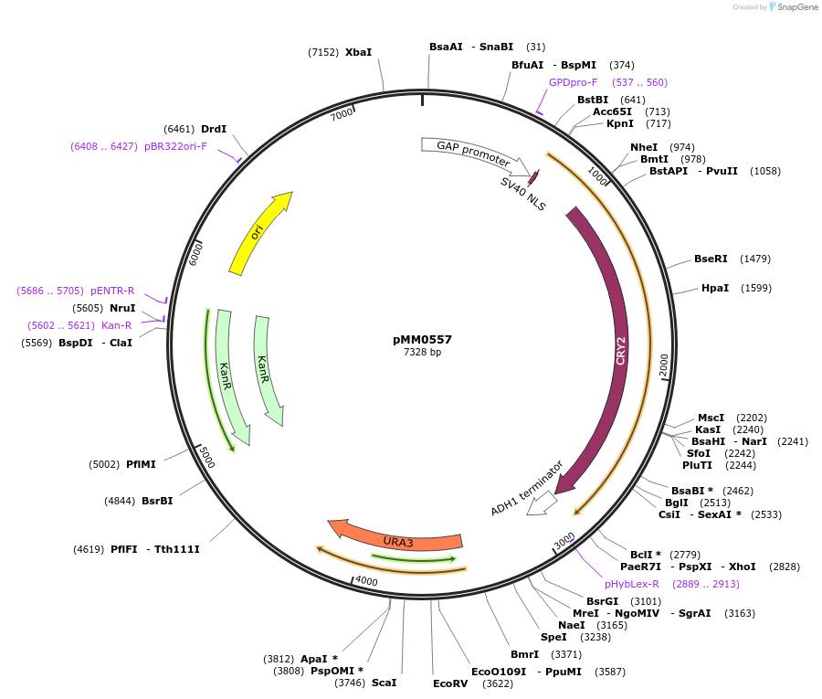 128991-plasmid-map-sequence-id-259414