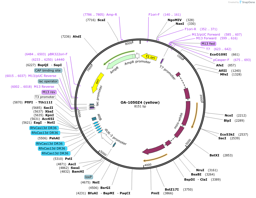 132425-plasmid-map-sequence-id-259419