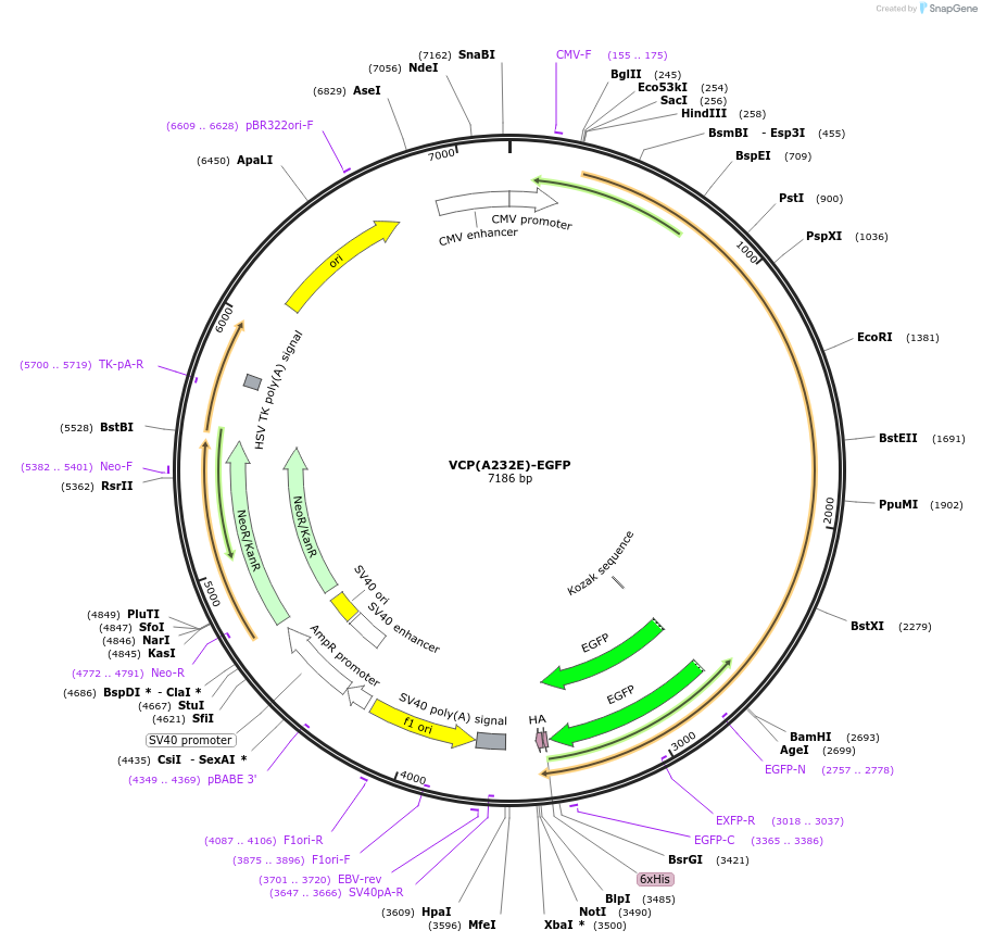 23973-plasmid-map-sequence-id-259425