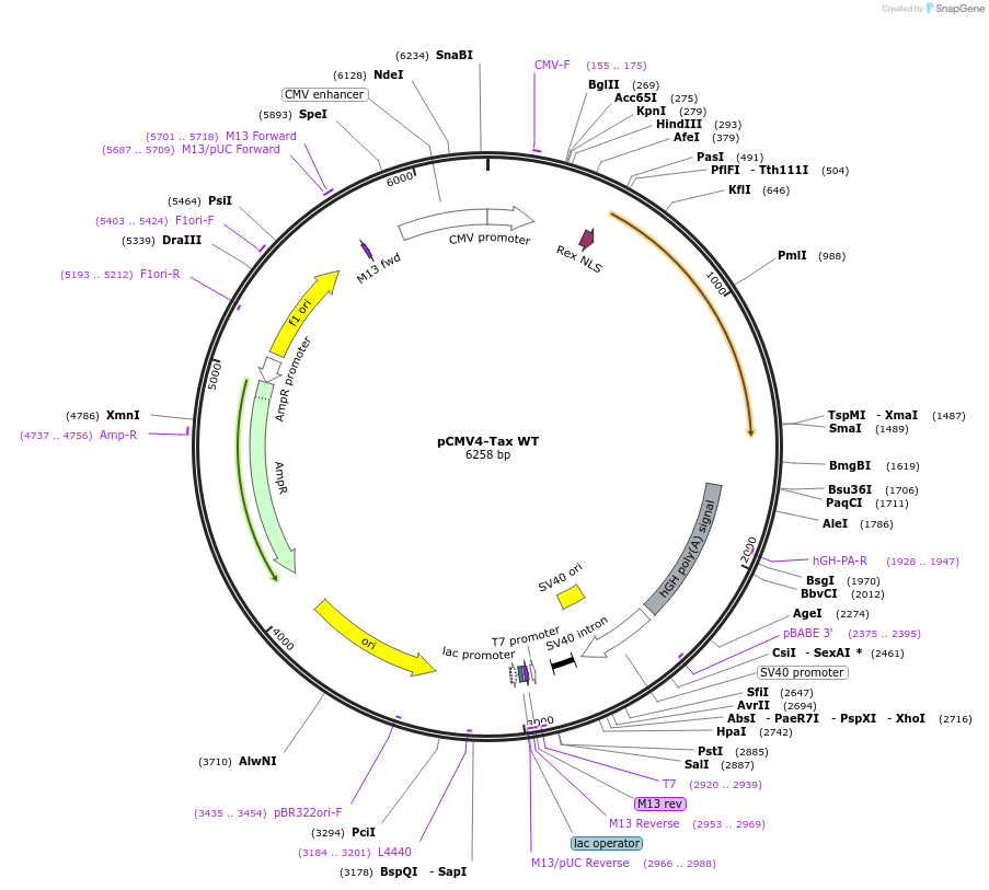 23284-plasmid-map-sequence-id-259426