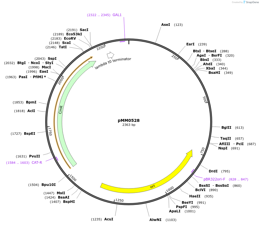 128985-plasmid-map-sequence-id-259431