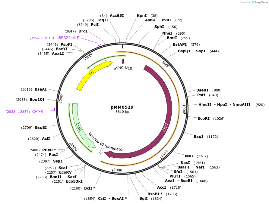 128986-plasmid-map-sequence-id-259435