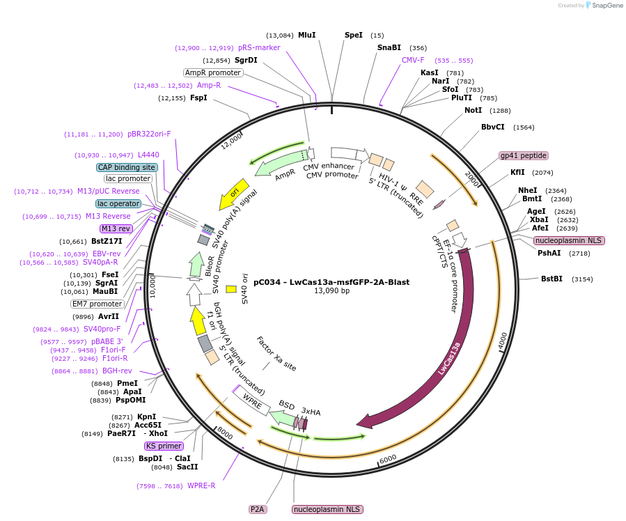 91924-plasmid-map-sequence-id-259437