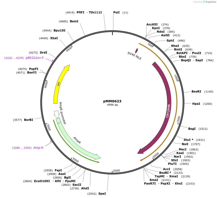 128998-plasmid-map-sequence-id-259439