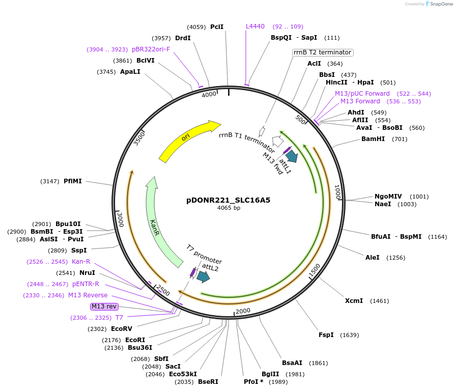 131923-plasmid-map-sequence-id-259459