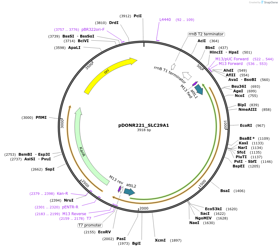 131927-plasmid-map-sequence-id-259482
