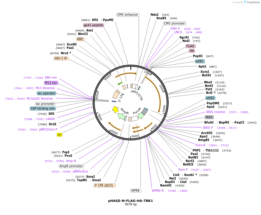 131791-plasmid-map-sequence-id-259483