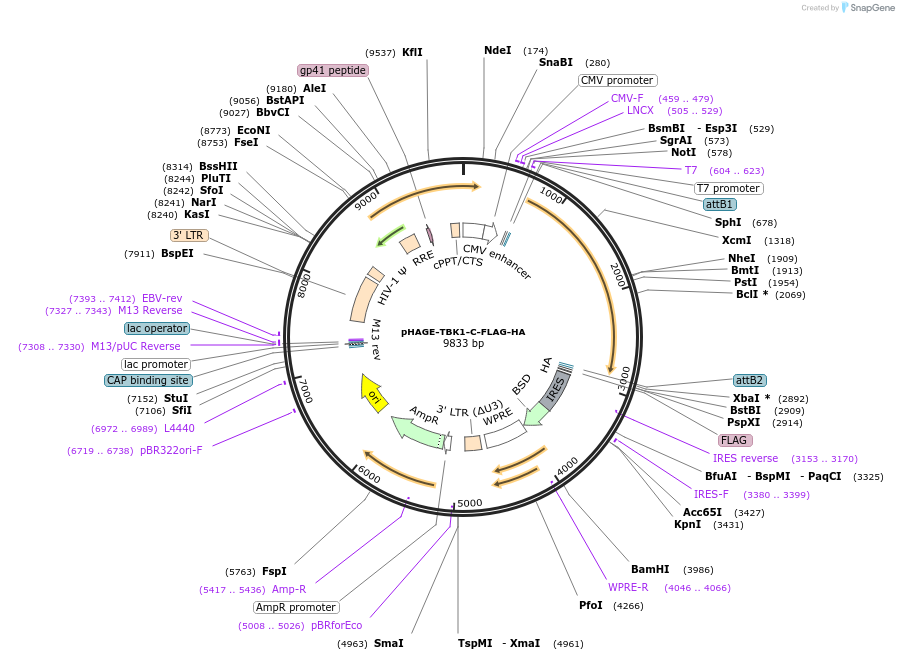 131792-plasmid-map-sequence-id-259484