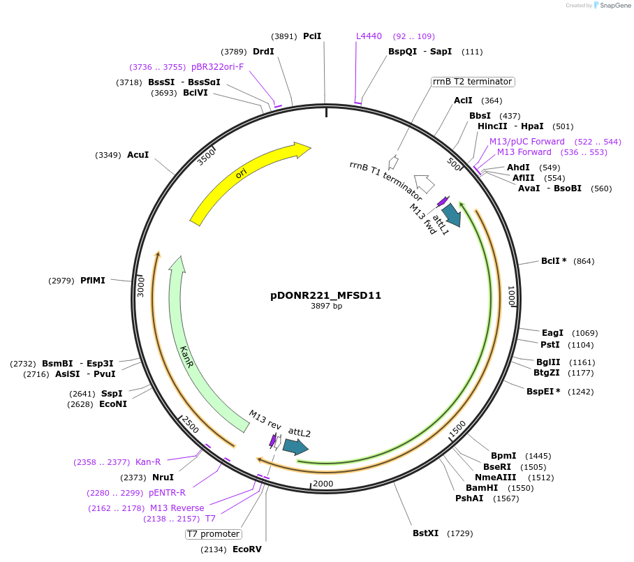 131928-plasmid-map-sequence-id-259485