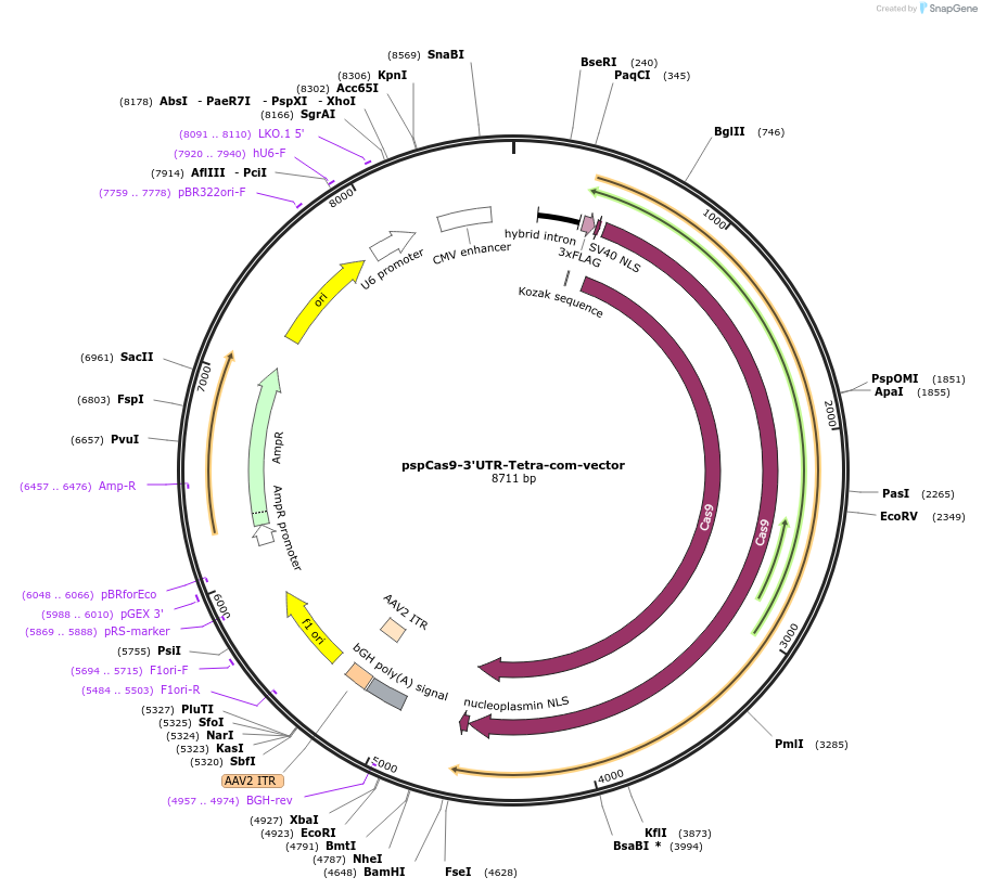 132553-plasmid-map-sequence-id-259488