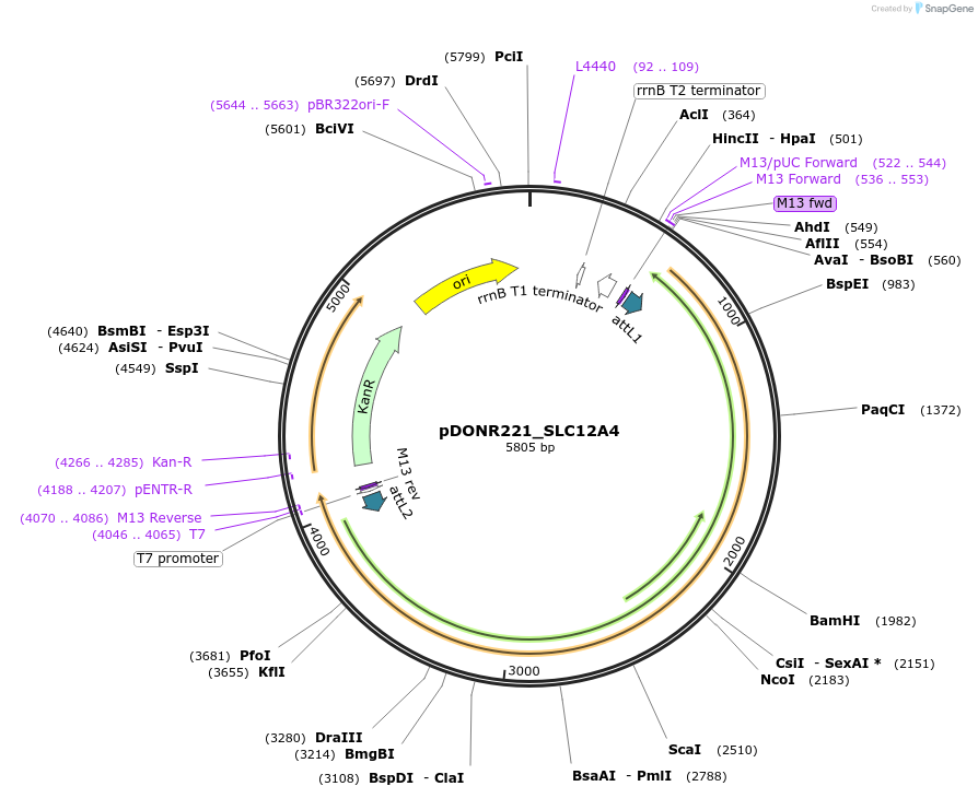 131932-plasmid-map-sequence-id-259495