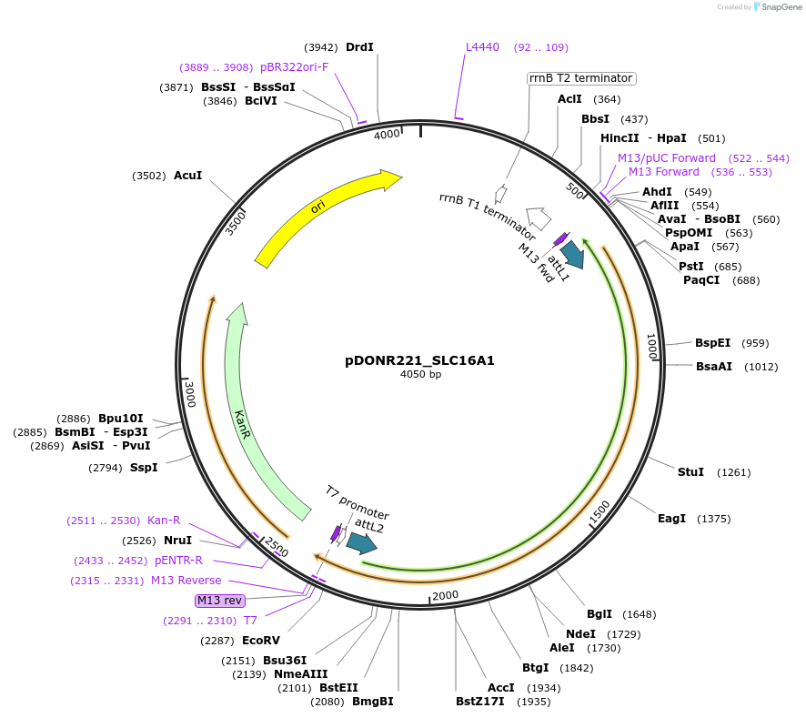 131934-plasmid-map-sequence-id-259498