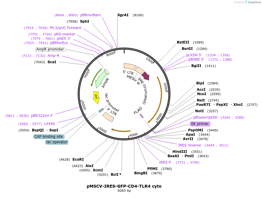 133064-plasmid-map-sequence-id-259500