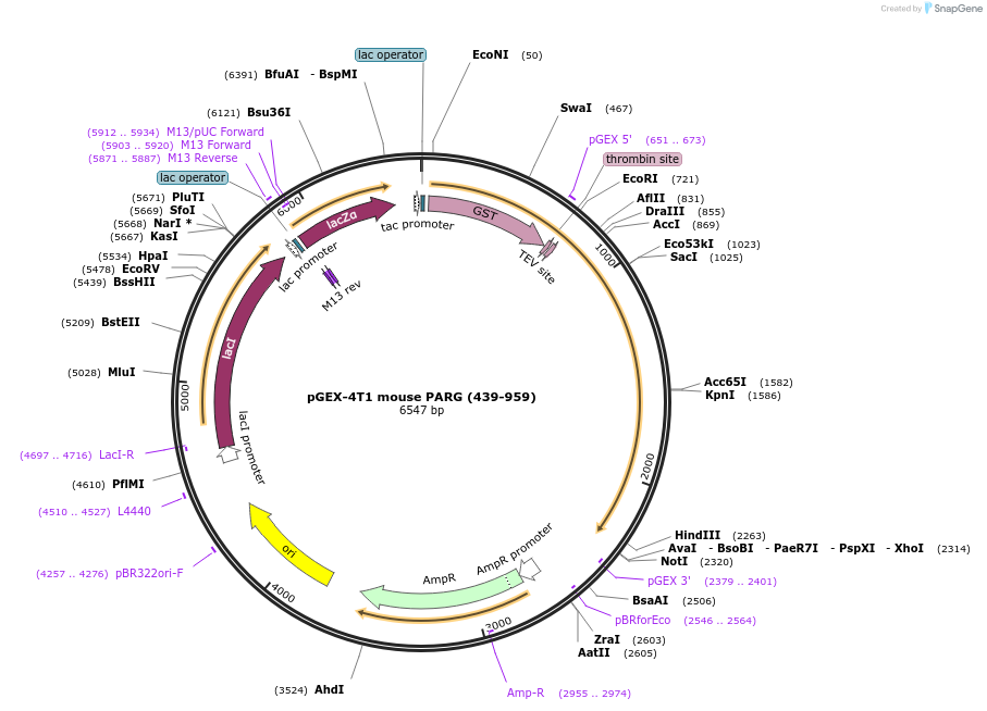132615-plasmid-map-sequence-id-259515