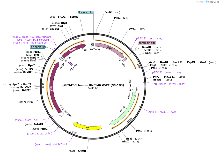 132613-plasmid-map-sequence-id-259527