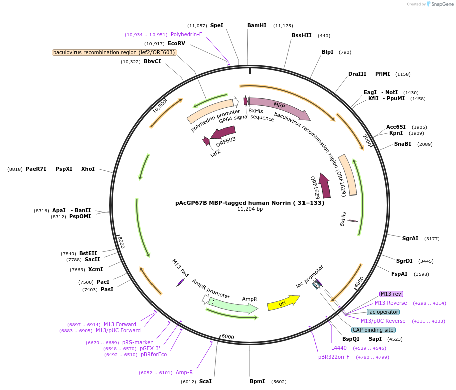 132625-plasmid-map-sequence-id-259528