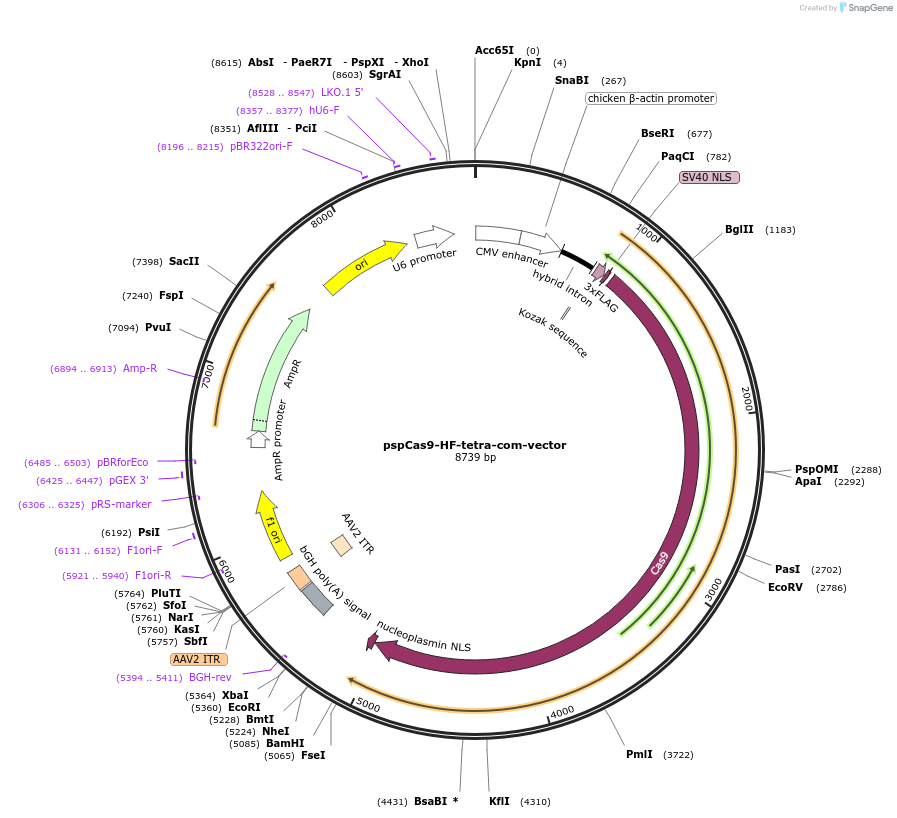 132555-plasmid-map-sequence-id-259534