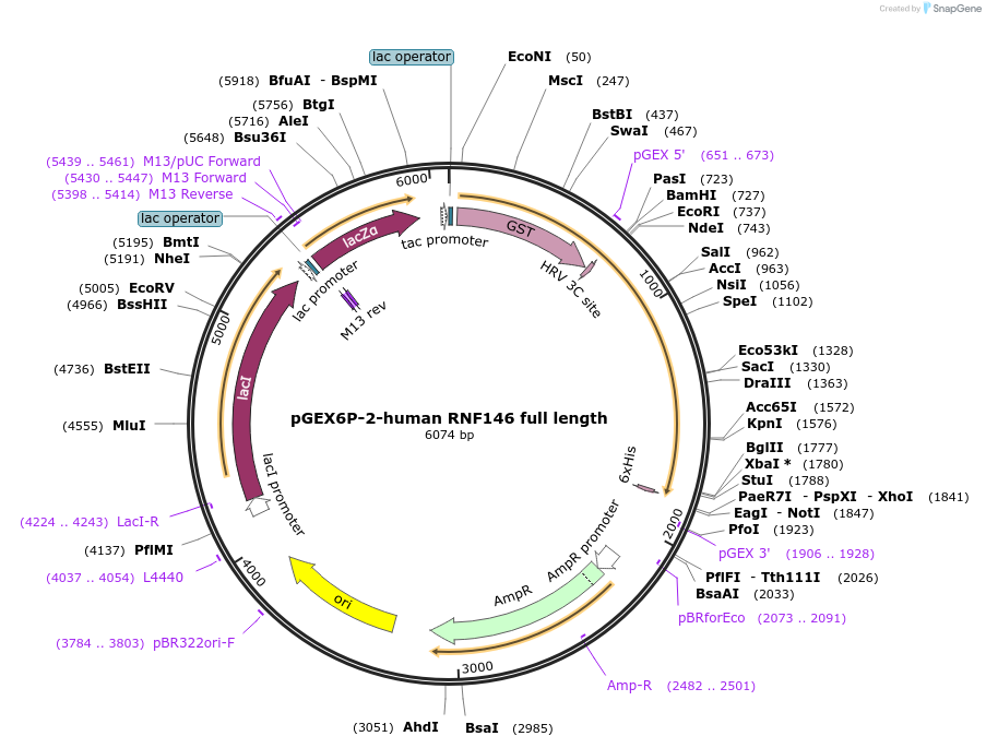 132610-plasmid-map-sequence-id-259537