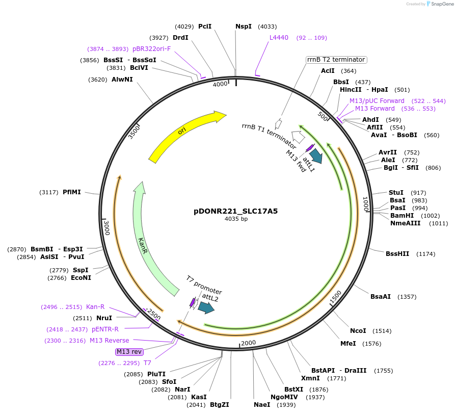 131936-plasmid-map-sequence-id-259541