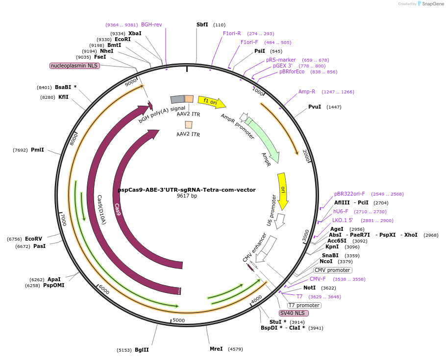 132560-plasmid-map-sequence-id-259542