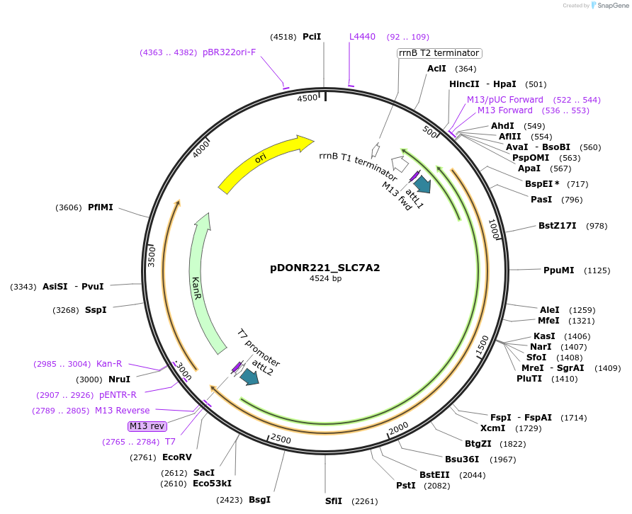 131937-plasmid-map-sequence-id-259545