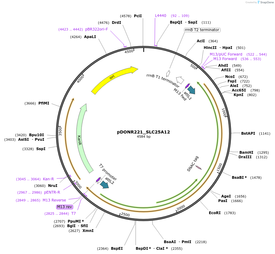 131938-plasmid-map-sequence-id-259549