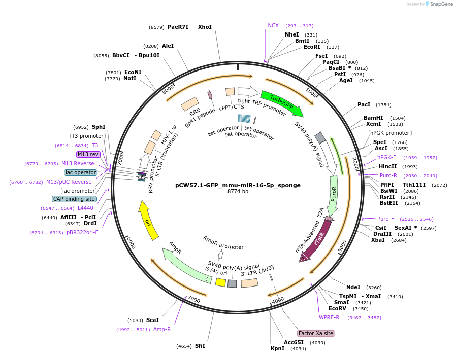 132624-plasmid-map-sequence-id-259550