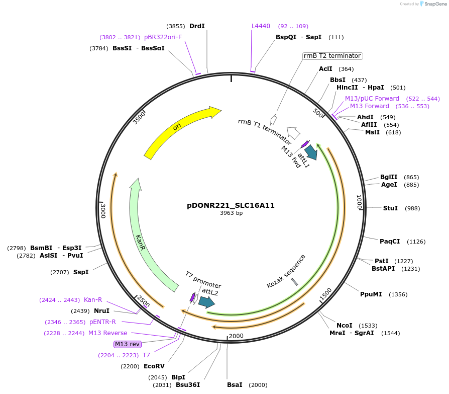 131939-plasmid-map-sequence-id-259553