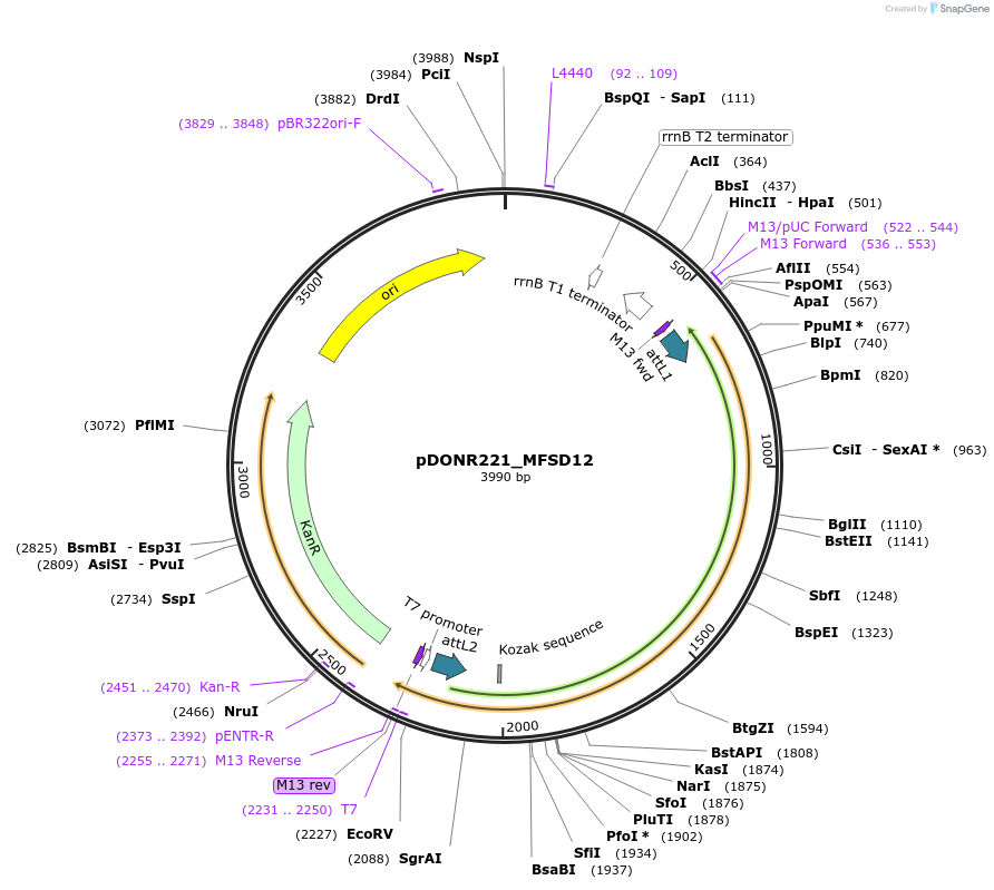 131940-plasmid-map-sequence-id-259556