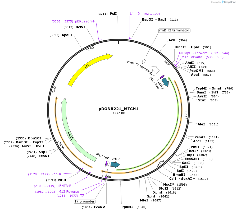131942-plasmid-map-sequence-id-259569