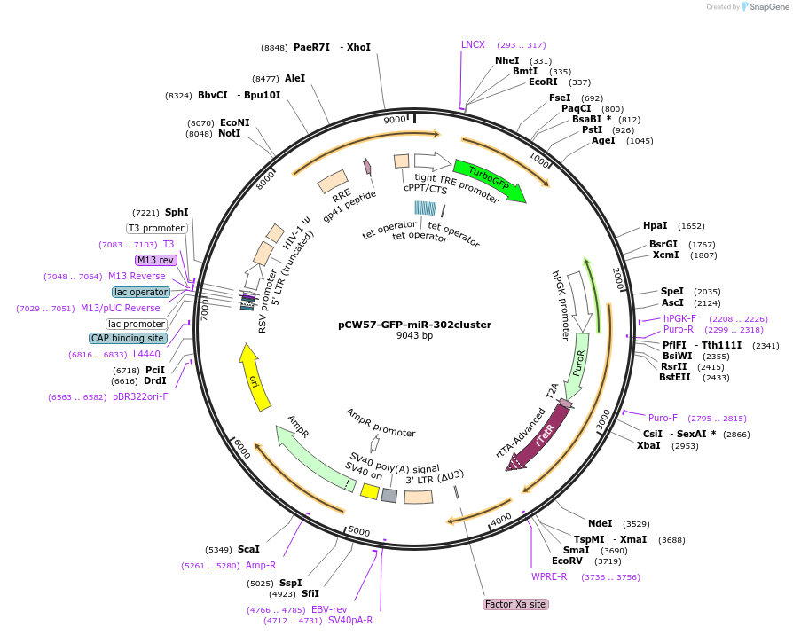 132549-plasmid-map-sequence-id-259573
