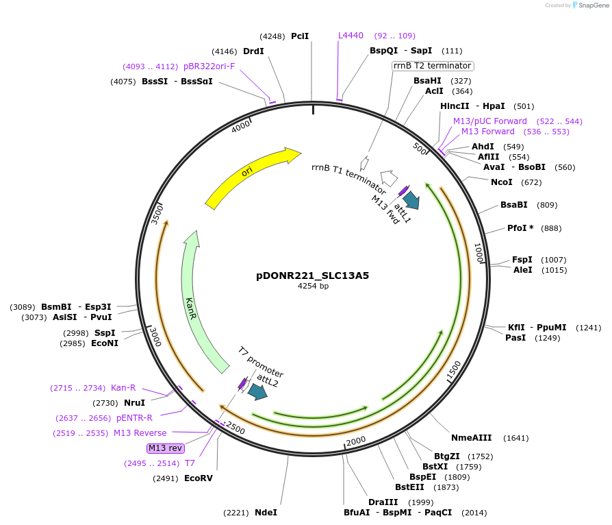 131945-plasmid-map-sequence-id-259576