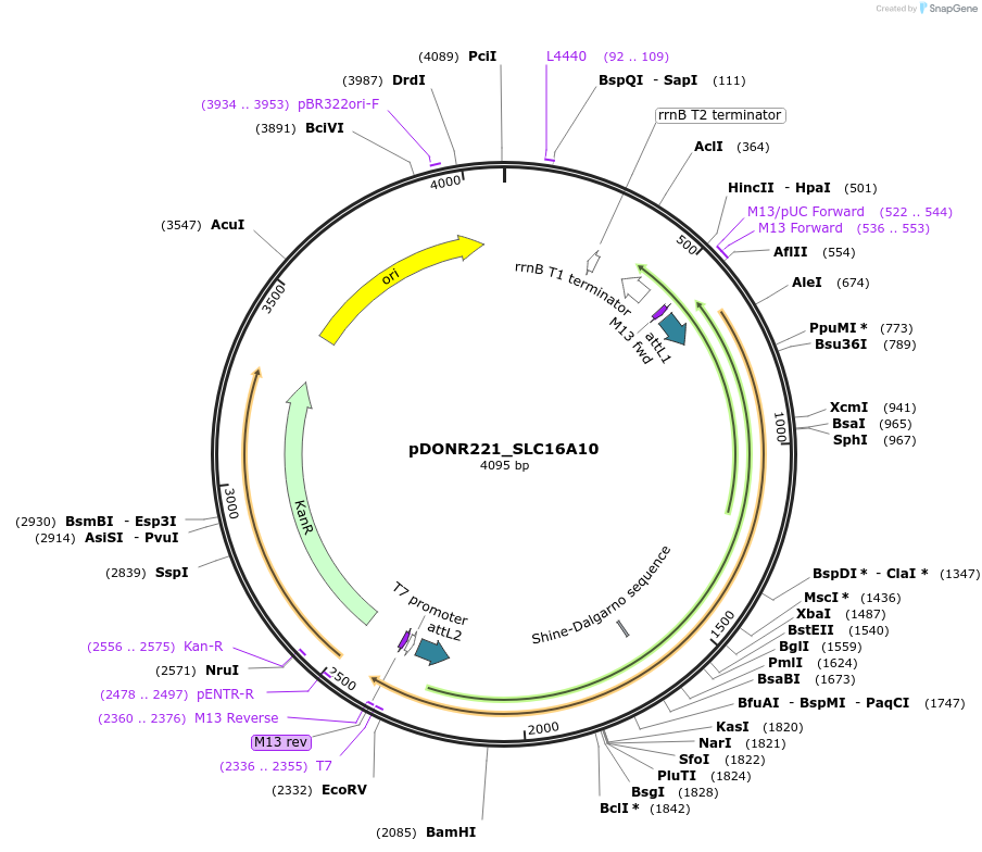 131946-plasmid-map-sequence-id-259577
