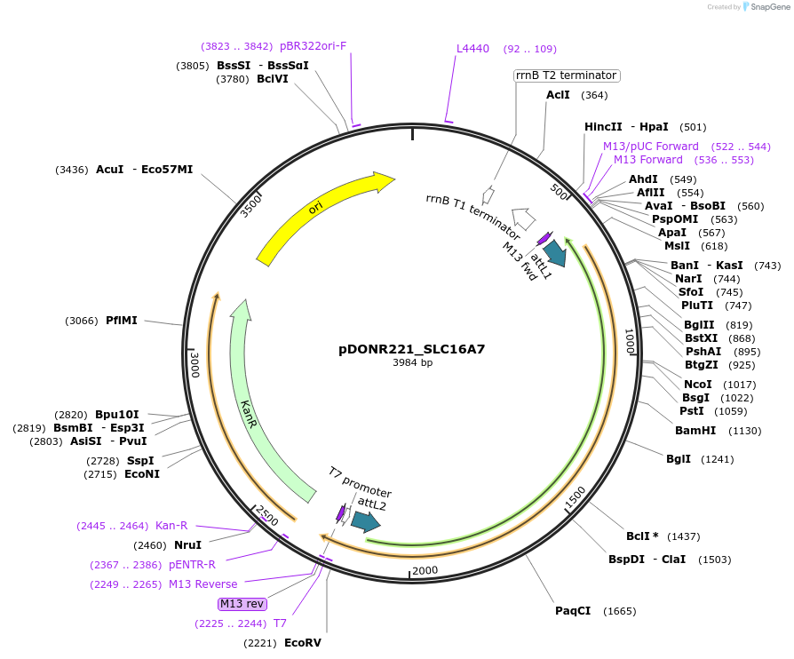 131947-plasmid-map-sequence-id-259595