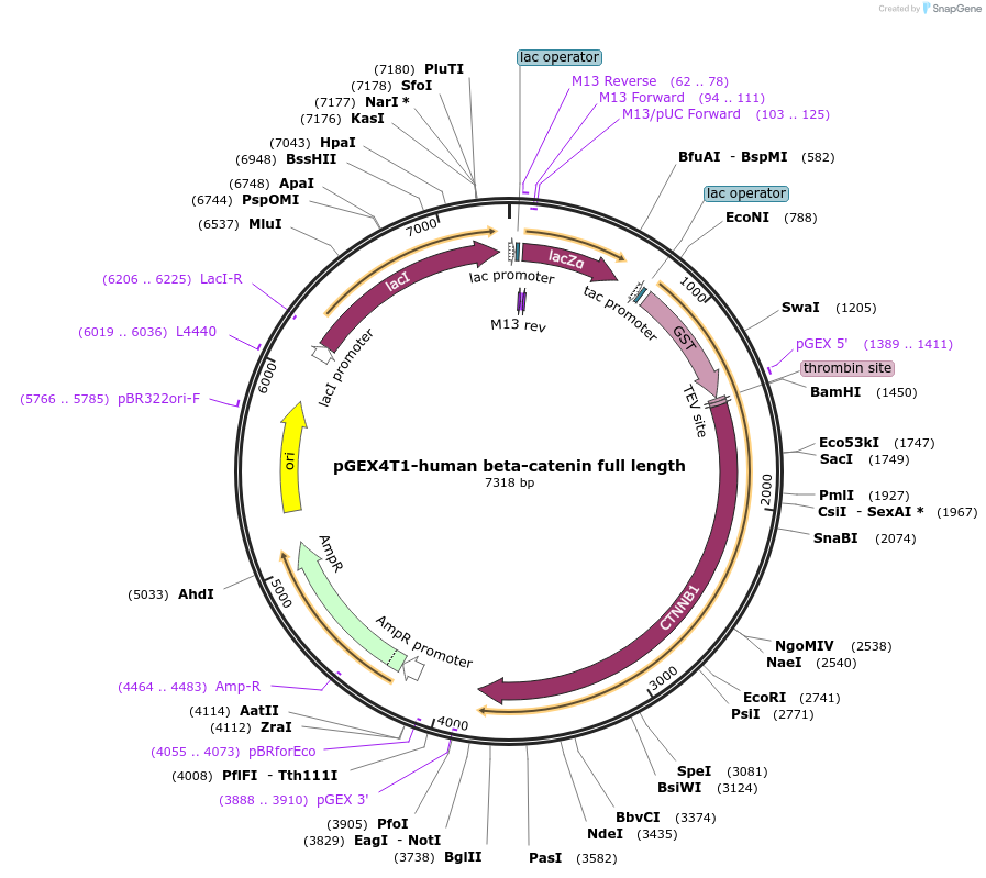 132609-plasmid-map-sequence-id-259624