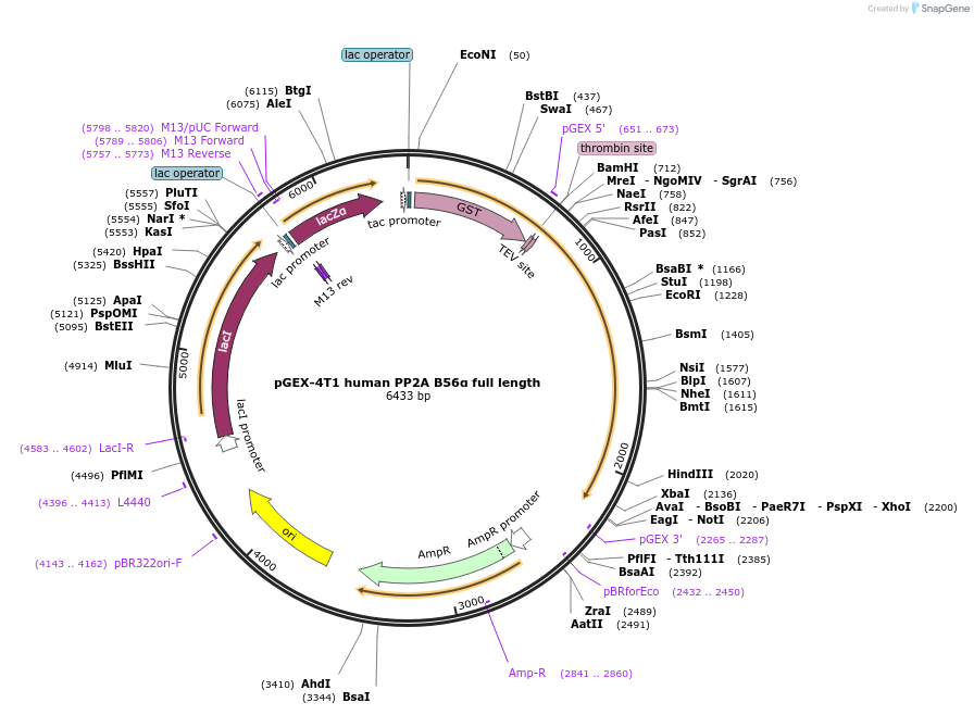 132635-plasmid-map-sequence-id-259626