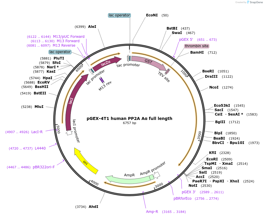 132634-plasmid-map-sequence-id-259628