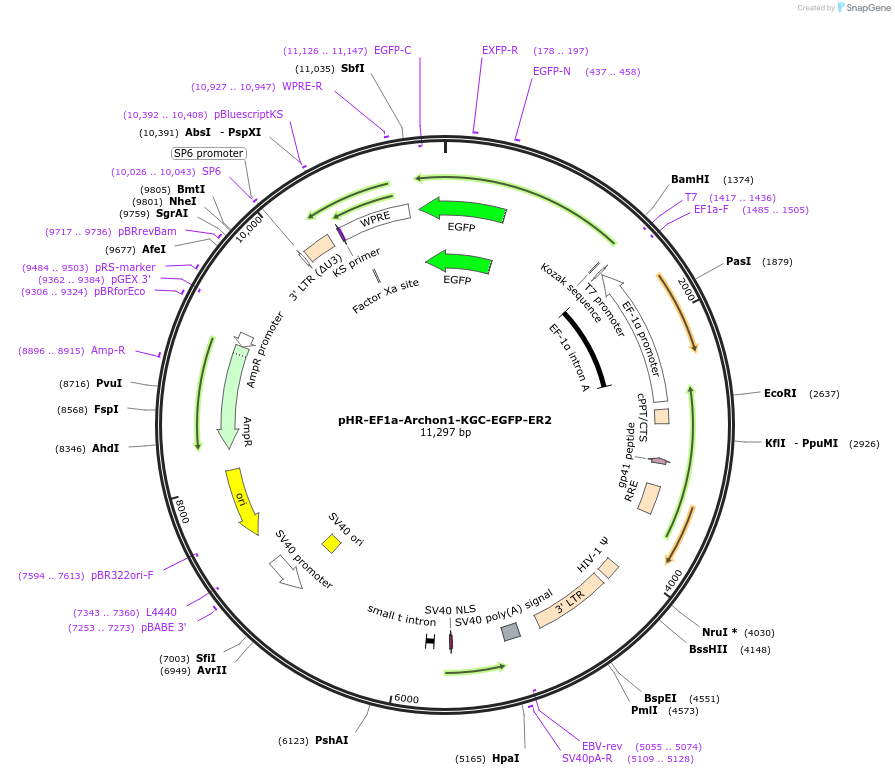 108425-plasmid-map-sequence-id-259630