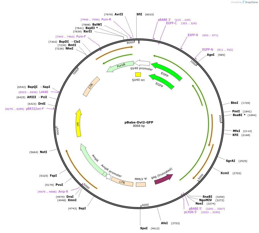 109148-plasmid-map-sequence-id-259647