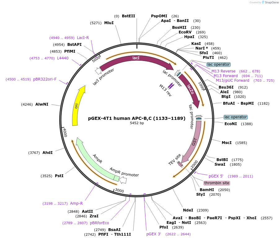 132630-plasmid-map-sequence-id-259650