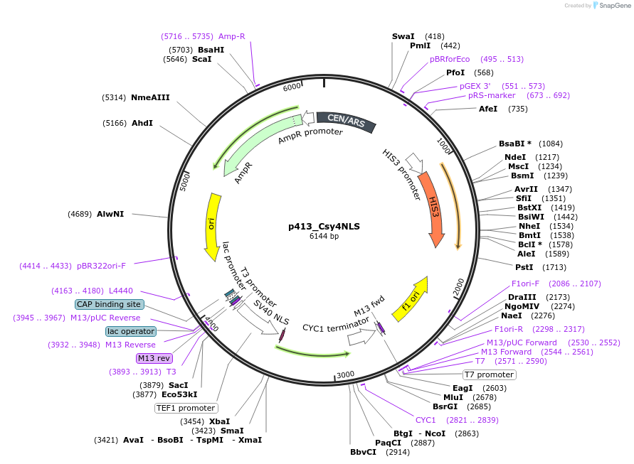 103139-plasmid-map-sequence-id-259656