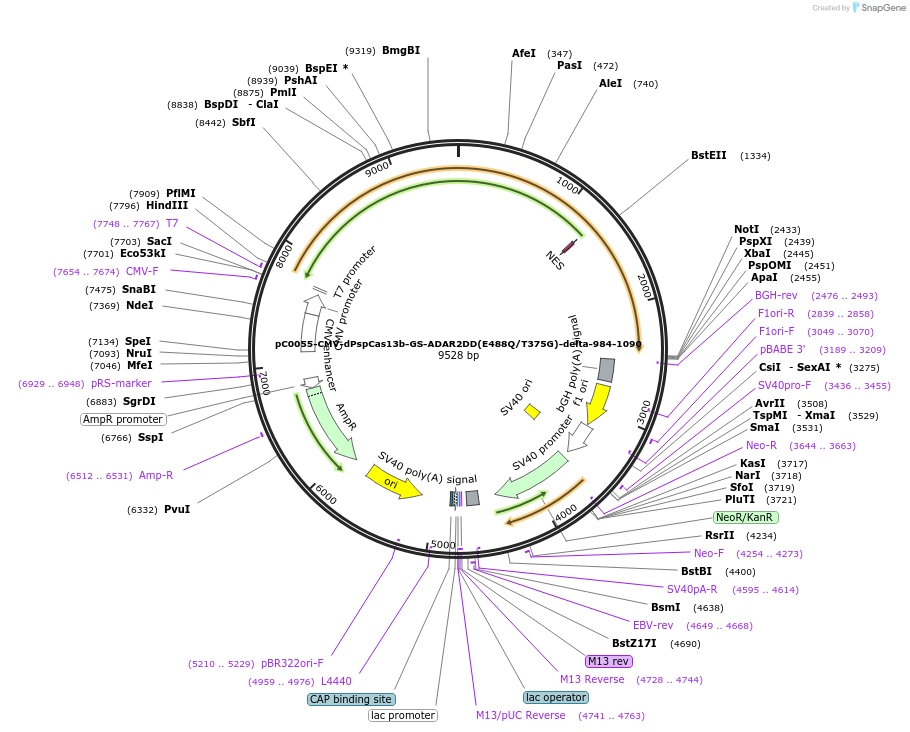 103871-plasmid-map-sequence-id-259670