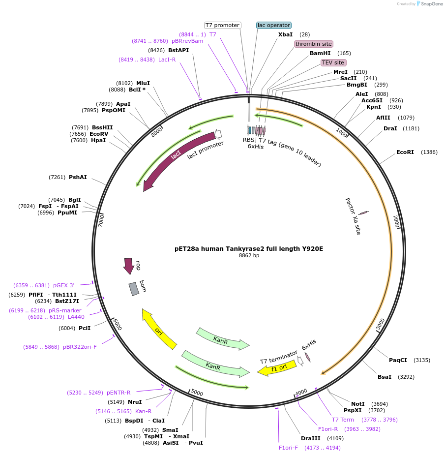 132639-plasmid-map-sequence-id-259672