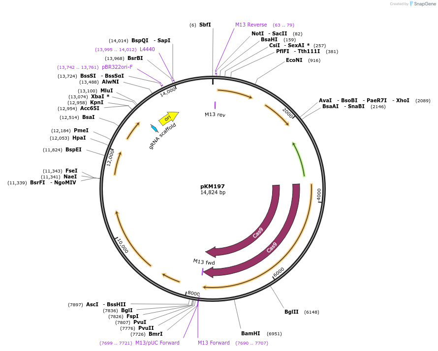 132665-plasmid-map-sequence-id-259679