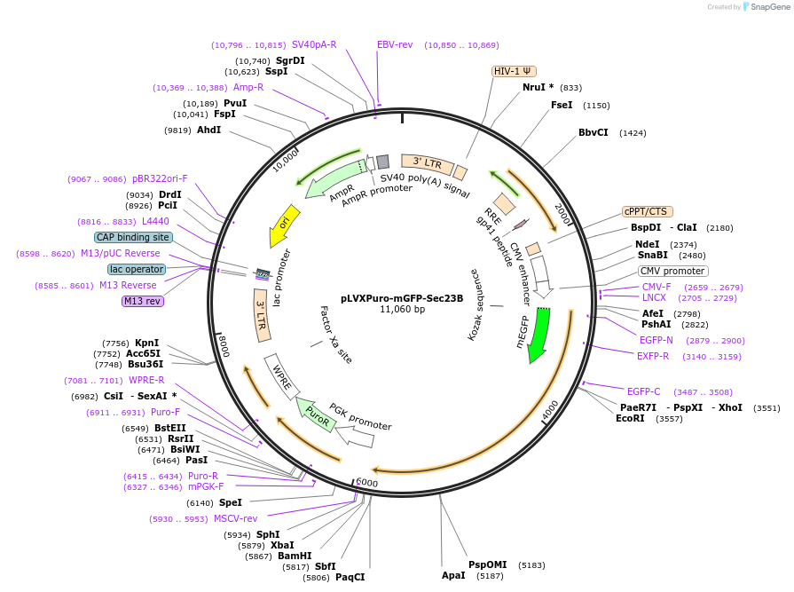 66598-plasmid-map-sequence-id-259685
