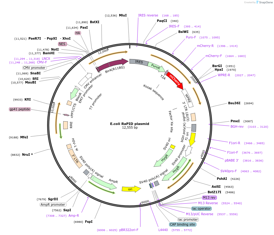 107251-plasmid-map-sequence-id-259693